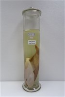 藏品(單角革單棘魨)的圖片